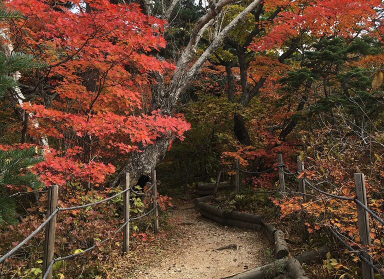 설악산 능선을 붉게 물들인 가을 단풍과 암봉 풍경